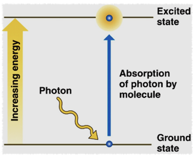<ul><li><p>photons can be<strong> absorbed</strong> by a molecule, adding energy to the molecule-it moves to an <strong>excited state</strong> (higher energy)</p></li><li><p>photons can also be<strong> scattered</strong> (bouncing off)</p></li><li><p>photons can also be<strong> transmitted</strong> (pass through)</p></li></ul><p></p>