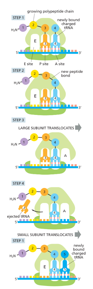 <ol><li><p>charged tRNA carrying aa binds to vacant A site</p></li><li><p>carboxyl end of P site aa is uncoupled from tRNA at the and joined by a peptide bond to the free amino group of the amino acid linked to the tRNA at the A site</p></li><li><p>a shift of the large subunit relative to the small subunit moves the two bound tRNAs into the E and P sites of the large subunit</p></li><li><p>small subunit moves three nucleotides along the mRNA molecule, bringing it back to its original position relative to the large subunit; ejects the spent tRNA </p></li></ol><p></p>