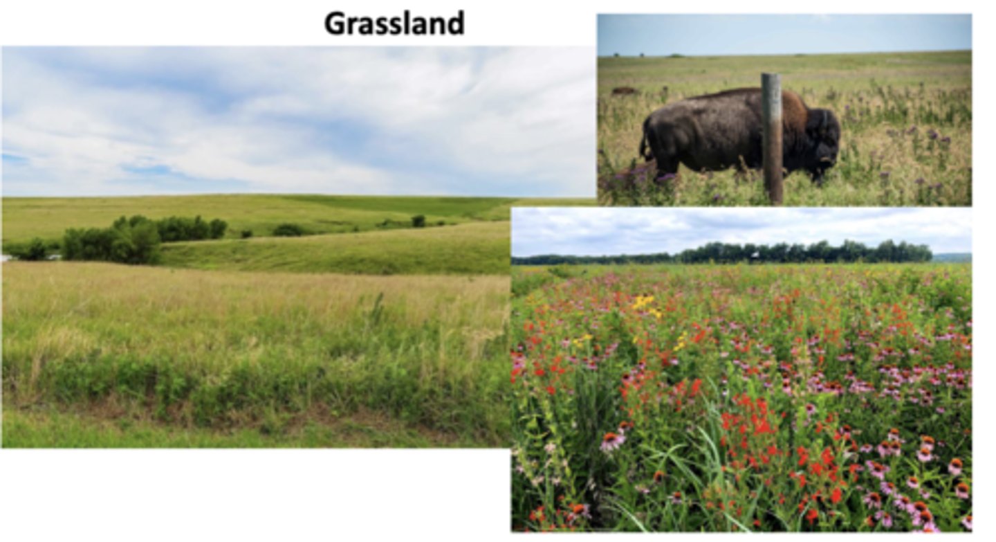 <p>Moderate rainfall, often have seasonal extremes: cold winters &amp; hot summers (temperate grasslands) or distinct wet and dry seasons (savannas)</p><p>-dominated by grasses adapted to fire and grazing; few trees due to insufficient rainfall, frequent fires, and grazing pressure</p><p>-some of the richest, most fertile soils in the world, which is why many grasslands have been converted to farmland (like in the middle of the US)</p><p>-large grazing herbivores dominate, but also has large predators, birds, and burrowing animals</p><p>-serve as major carbon sinks through deep-rooted grasses, support migratory species and large herds that maintain ecosystem balance, and fire and grazing cycles prevent forests from overtaking grasslands</p>