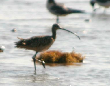 <p>Identify the species shown:&nbsp;</p>