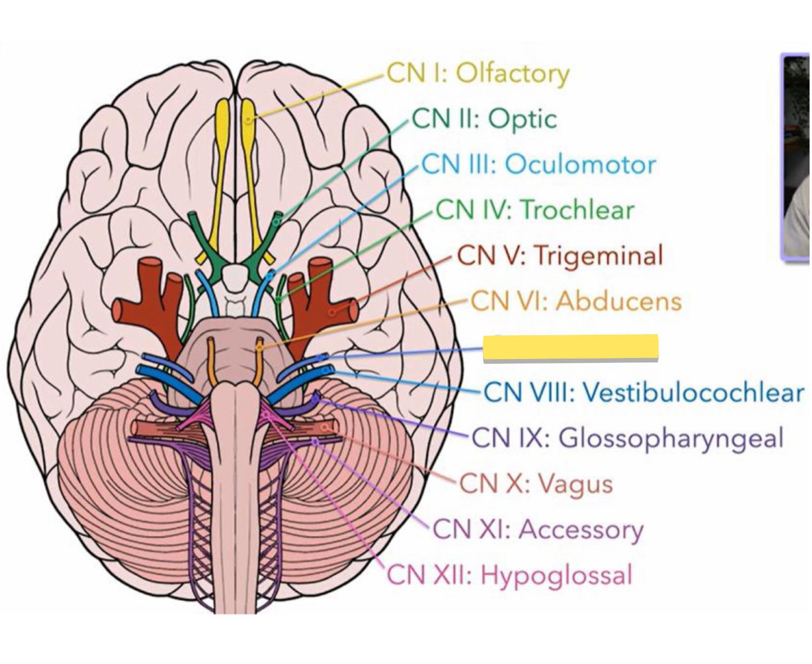 <p>Name this cranial nerve&nbsp;</p>