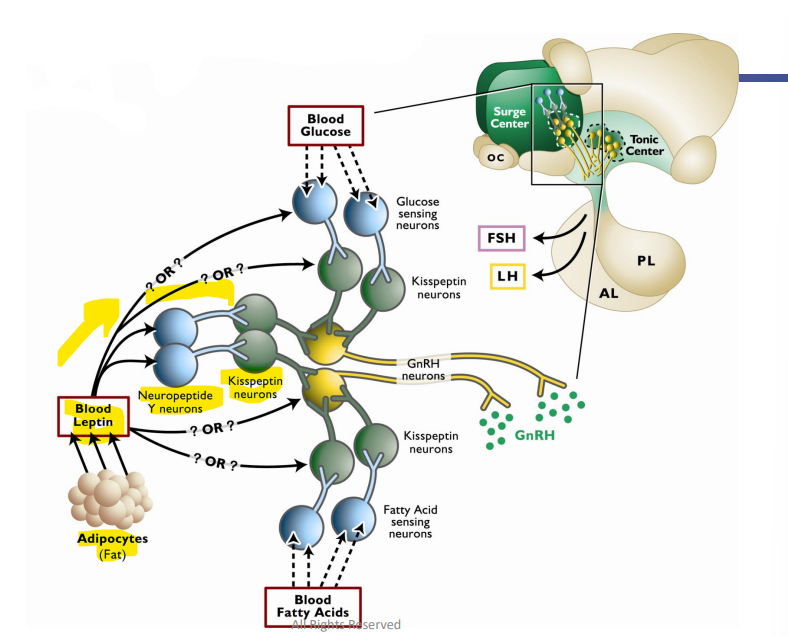 <p><strong>Metabolic Factors and Onset of Puberty </strong></p><p><span style="color: purple;"><strong>Aipocytes (Fat)</strong></span> → Forms <strong>Blood Leptin</strong> → Innervates <strong>Neuropeptide Y Neurons</strong> → Innervates <strong>Kisspeptin Neurons </strong>→ Innervate _______</p>