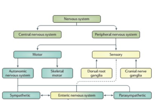 <ul><li><p>Semi-autonomous</p></li><li><p>Also called the gut brain; enteric neurons that communicate extensively with each other/major nerve supply to GI tract wall that controls motility</p></li><li><p>Has 2 plexus</p></li><li><p>linked to CNS via AFFERENT visceral fibers </p><ul><li><p>motor fibers of the ANS </p><ul><li><p>sympathetic impulses </p></li><li><p></p></li></ul></li></ul></li></ul><p></p>