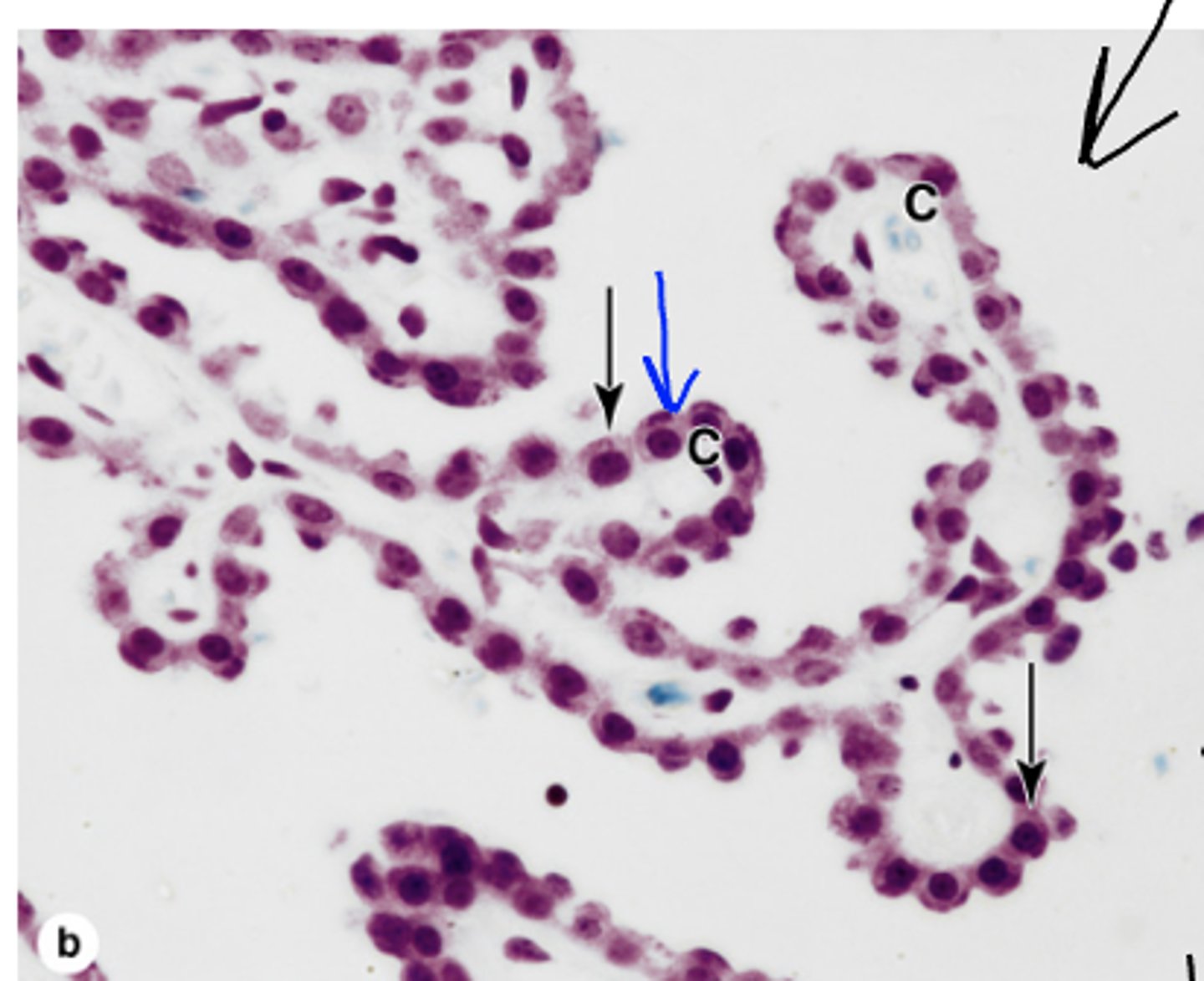 <p>Identify the following structure of the PNS</p>