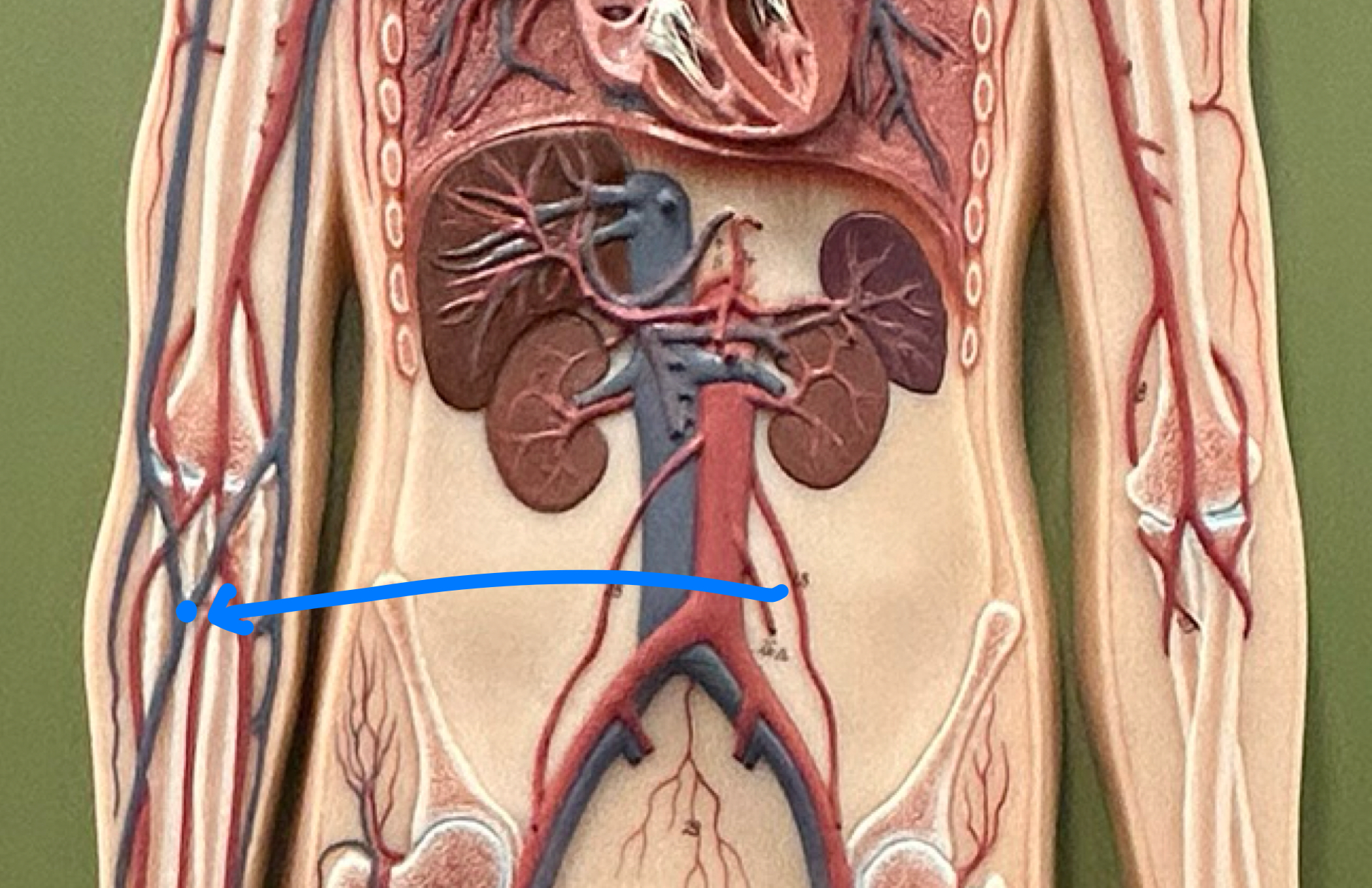 knowt flashcard image