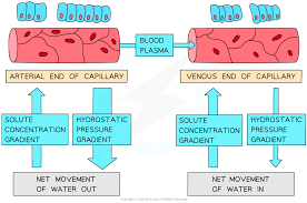 <p></p><ul><li><p>When the blood is flowing in the capillaries, at the <strong>arteriole end</strong> of the capillary<span style="color: red"> </span><strong><span style="color: red">the hydrostatic pressure is higher</span></strong> than the<span style="color: red"> </span><strong><span style="color: red">oncotic pressure</span></strong> and therefore there is a <strong>net movement of plasma out</strong> of the capillaries <strong><span style="color: red">via pores and gaps between cells</span></strong></p></li><li><p>This fluid is no longer plasma due to it losing some substances that were in it to<span style="color: red"> </span><strong><span style="color: red">become tissue fluid</span></strong></p></li><li><p>The <strong><span style="color: red">fluid then bathes the cells and tissue</span></strong> so <strong><span style="color: red">substances are able to diffuse</span></strong> into the cells</p></li><li><p>At the end of the capillary - <strong><span style="color: red">the venule end</span></strong> - the <strong><span style="color: red">hydrostatic pressure decreases</span></strong> which causes <strong><span style="color: red">water and some tissue fluid</span></strong> to move <strong><span style="color: red">back into the blood</span></strong></p></li><li><p>The <strong><span style="color: red">tissue fluid</span></strong> that <u>does not</u> <strong><span style="color: red">enter the blood</span></strong> again is <strong><span style="color: red">directed to</span></strong> a tubular system called the <strong><span style="color: red">lymph/lymphatic system</span></strong></p></li><li><p>The<strong><span style="color: red"> lymph</span></strong> which is the excess tissue fluid <strong>travels </strong>through the <strong><span style="color: red">lymphatic system to lymph nodes </span></strong>where they are checked for pathogens </p></li><li><p><strong><span style="color: red">After the </span><u><span style="color: red">lymph</span></u><span style="color: red"> has travelled </span><u><span style="color: red">through lymph nodes,</span></u></strong> it is then <strong><span style="color: red">moved back into the blood</span></strong> in the <strong><span style="color: red">subclavian vein</span></strong> in the chest where it is recycled</p></li></ul>