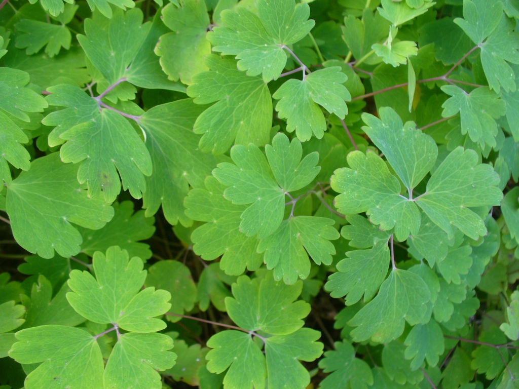 <p><em>Aquilegia canadensis</em></p>