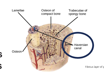 <ul><li><p>contain a canal surrounded by layers of bone</p></li><li><p>bone vessels are contained in: </p><ul><li><p>haversian canals</p></li><li><p>volkmann canals</p></li></ul></li><li><p>osteocytes communicate via canaliculi </p><ul><li><p><em>How Do They Communicate? </em></p><ul><li><p>the interstitial fluid diffuses through the canalicular network from the blood vessels in the canals for maintenance of the osteocytes; facilitation of fluid transport may be caused by periodic contraction of the osteocytes </p></li></ul></li></ul></li></ul><p></p>