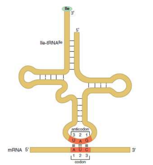 <p>on tRNA; recognises codon on mRNA; antiparallel. orientation</p>