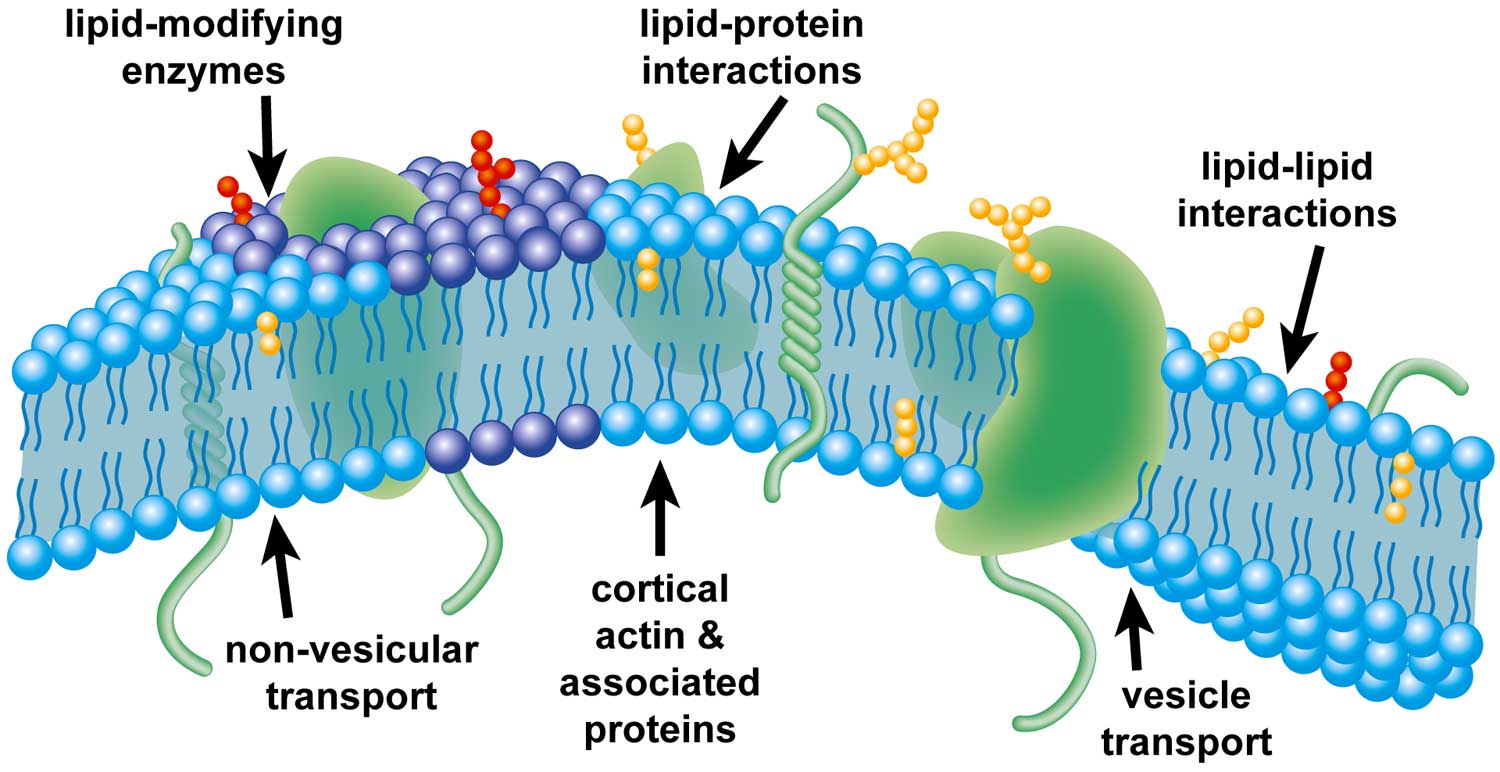 <p>consists of both lipids and proteins where receptors and channels allow specific molecules to pass through </p>