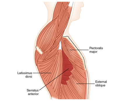 <p>serratus anterior</p>