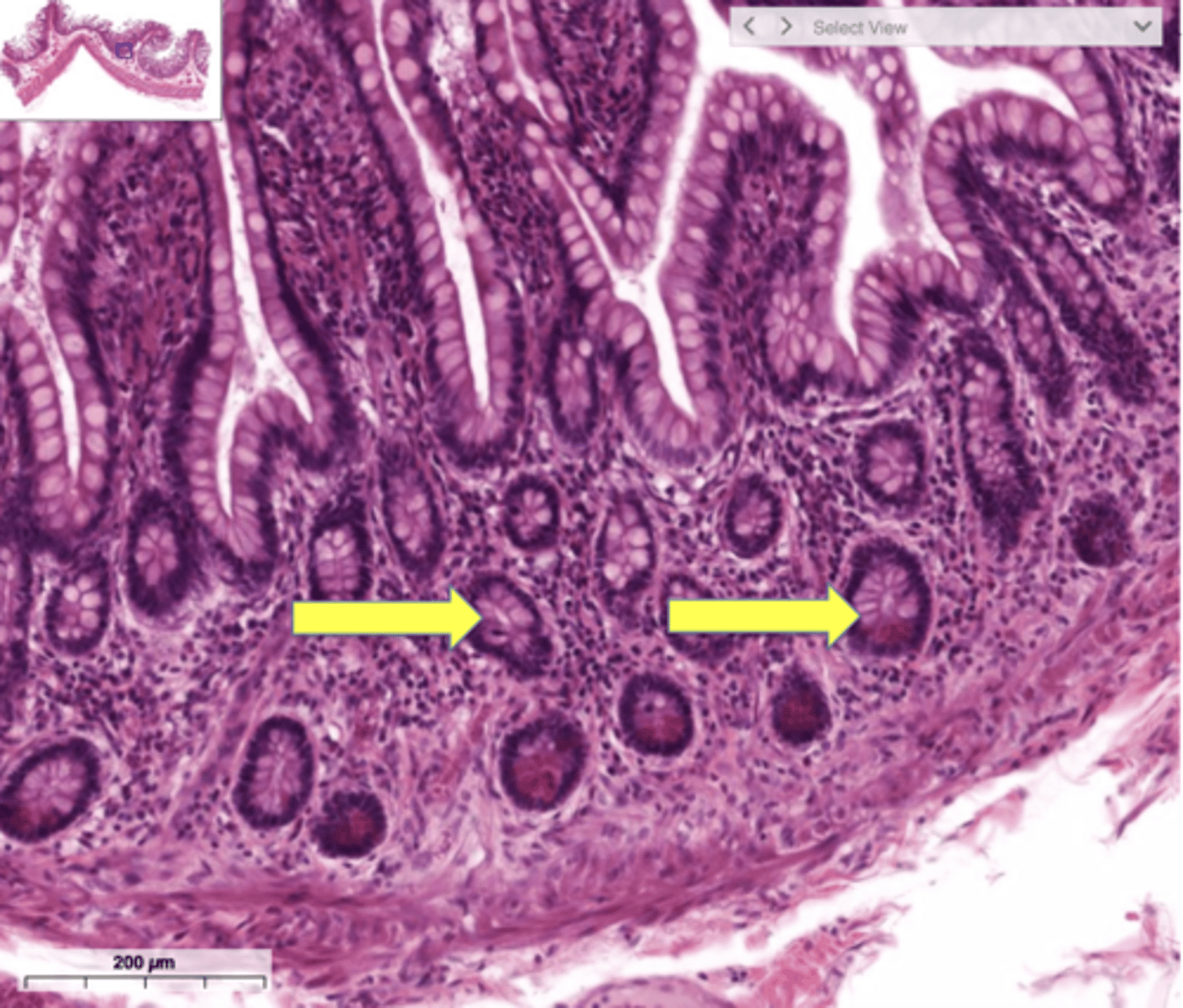 <p>produce an enzyme-poor "juice" containing mucus; found in the submucosa of the small intestine</p>