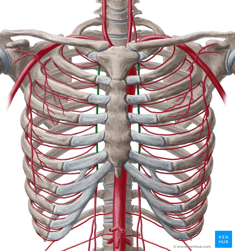 <p>descends posterior side of rib cage, either side of sternum</p>