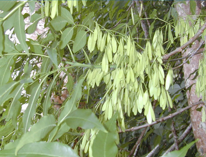 <p>Oleaceae</p>