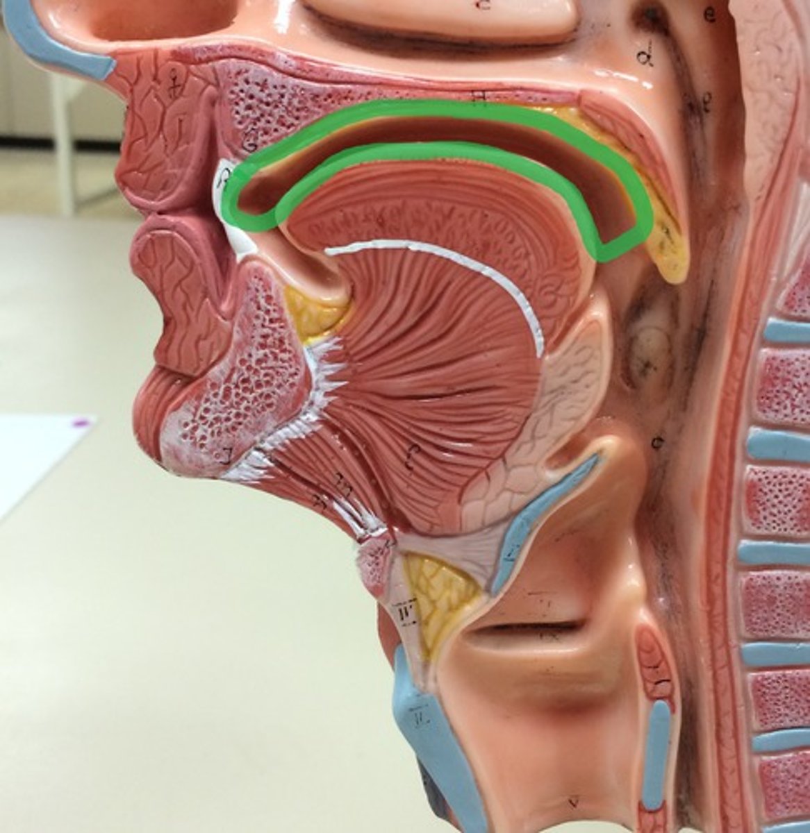 <p>The space within the mouth behind the gums and teeth.</p>