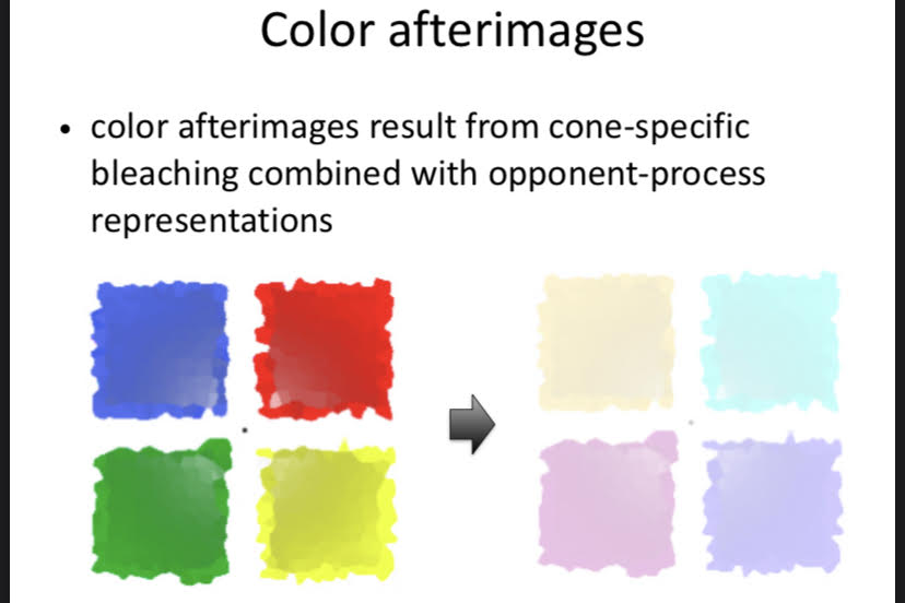 <p>When a photopigment absorbs a photon, it takes a bit of time before it’s ready to absorb a new one.</p><p></p><p>Cell runs out of chemicals to send. Can&apos;t send signals, stop seeing color.  Stare at bright red light, stare at white screen, green. Causes Afterimage.</p>