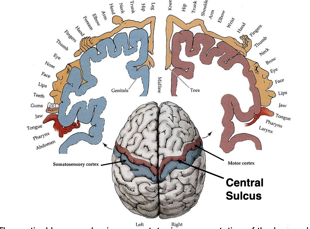 <p>what are the blue and red specialized areas of the brain?</p>