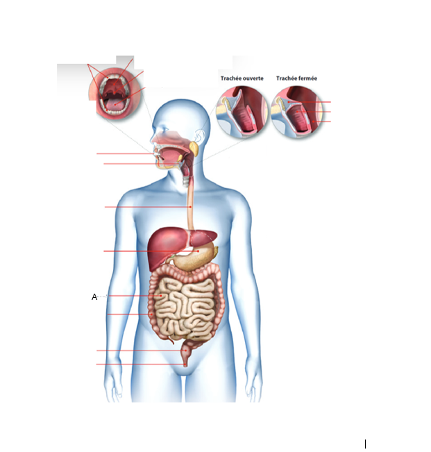 <p>À quel organe du tube digestif correspond la lettre A ?À quel organe du tube digestif correspond la lettre A ?</p>