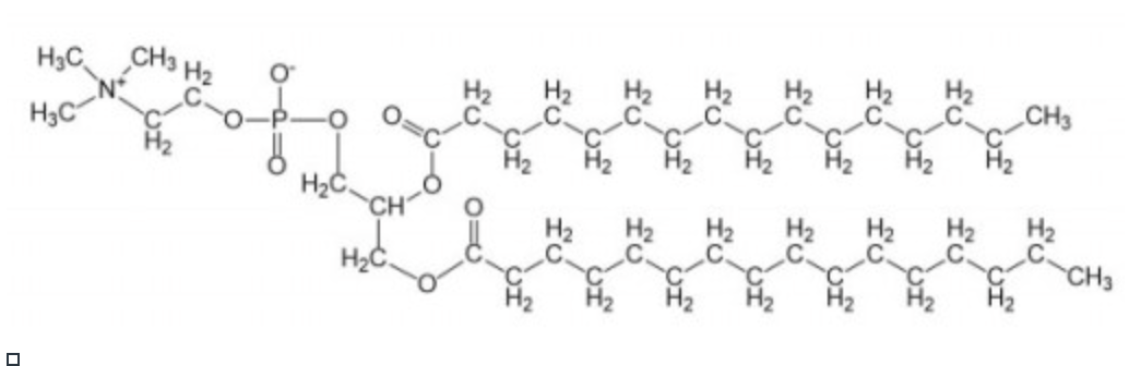 <p>most common phospholipid</p><p>uncharged at pH 7</p><p>increases membrane fluidity</p>