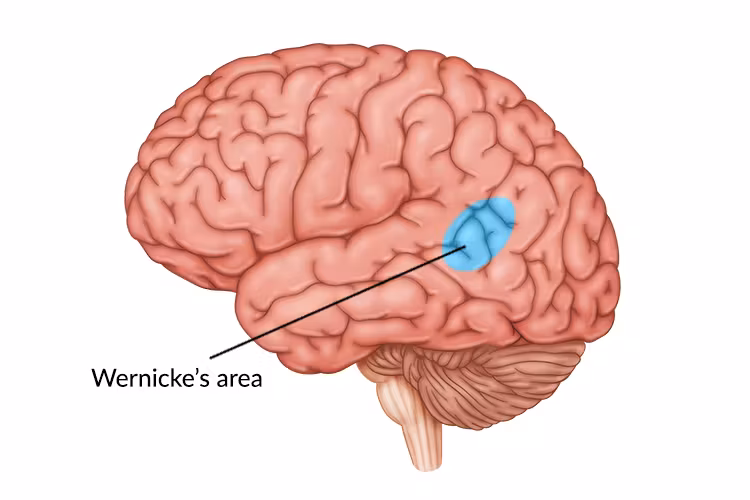 <p>region located in the left hemisphere of the brain, specifically in the temporal lobe, that is involved in language comprehension and understanding spoken and written language</p>