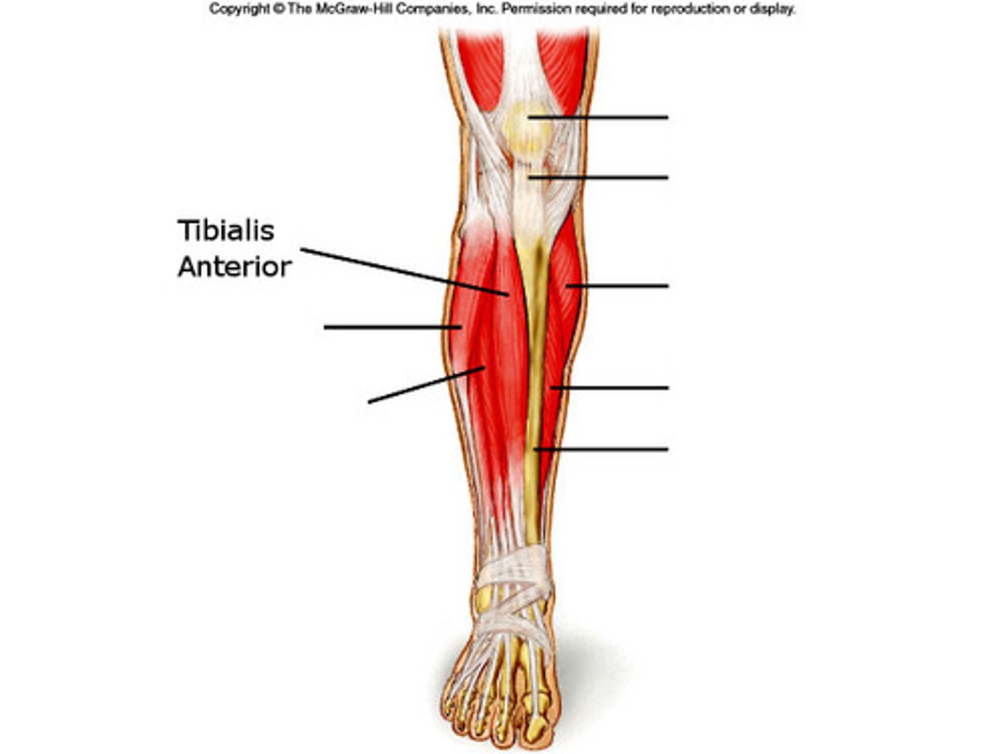<p>Dorsiflexes and inverts the foot</p>