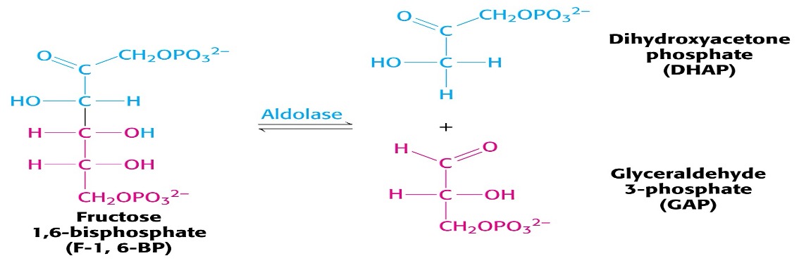 <p><span>Splitting Fructose 1,6-bisP into useful 3C fragments.</span></p><ul><li><p><span>Cleavage of Fructose 1,6-bisP is catalysed by the enzyme <em>Aldolase</em> to yield 2 Triose phosphates</span></p></li><li><p><span>Readily reversible under normal physiological conditions</span></p></li></ul><p></p>