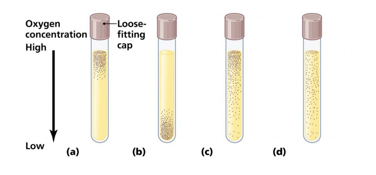 <p>Most pathogenic bacteria are _. Facultative anaerobes.</p>