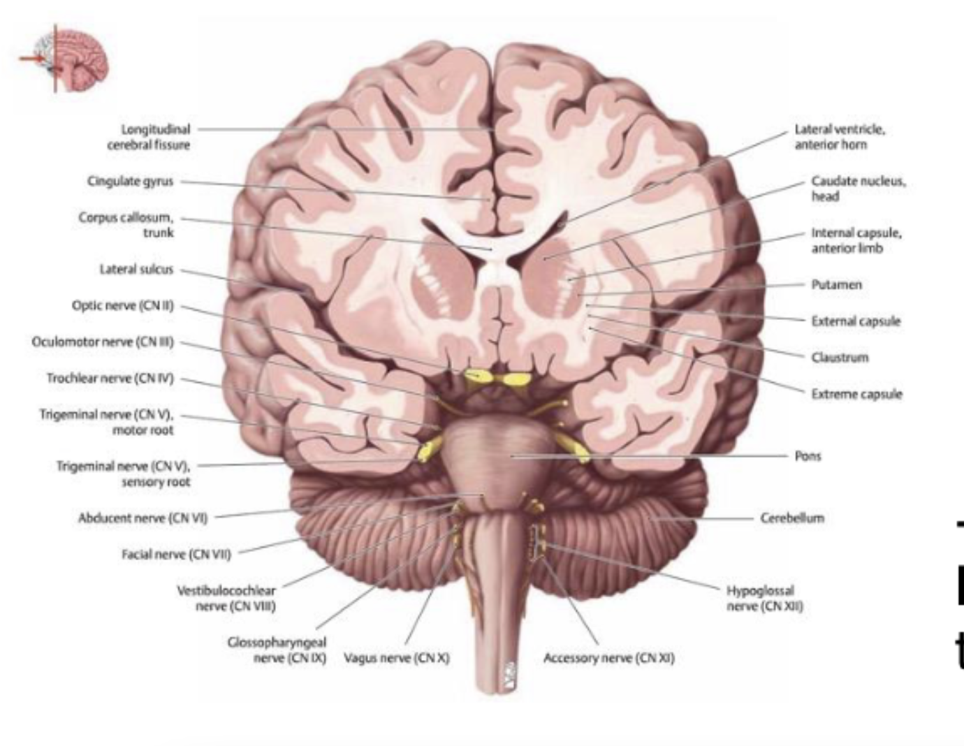 <p>the cerebral hemispheres are joined together by the…?</p>