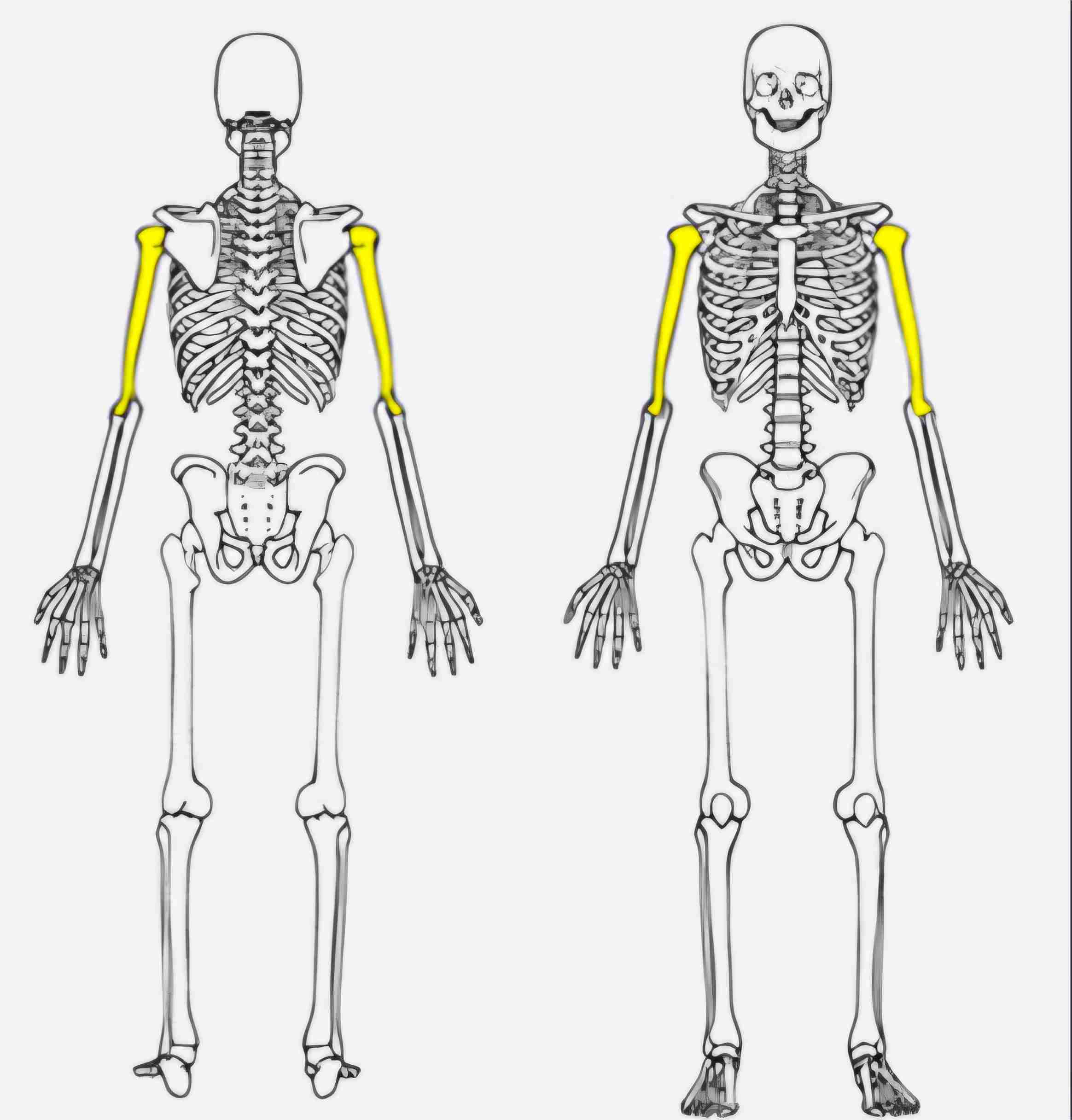 <p>What bone is this?</p>