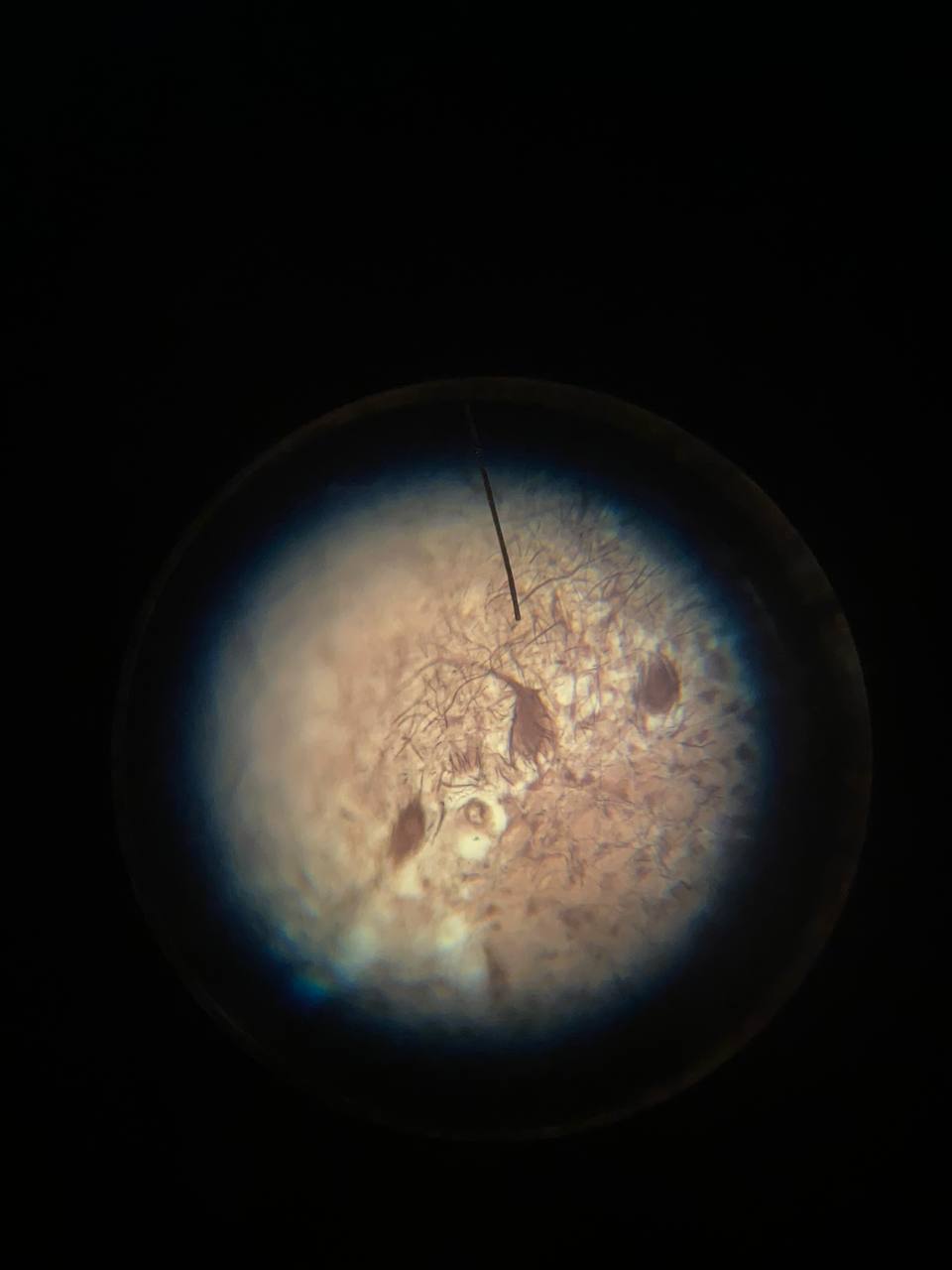 term image