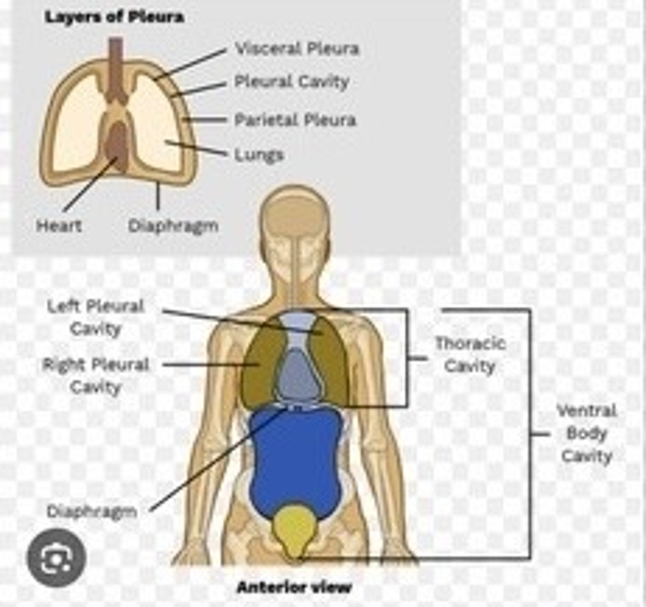 <p>Space housing the heart and lungs.</p>