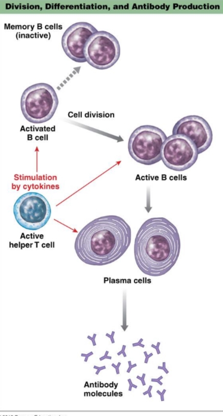 <p>Activated B cells divide and differentiate into plasma cells that secrete antibody, as well forming a separate population of memory B cells.</p><p>At second encounter with antigen, Memory B cells are more numerous and are rapidly stimulated by antigen to become plasma cells.</p>