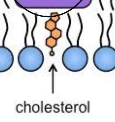 <p>plays a role in reducing fluidity of the cell membrane </p>