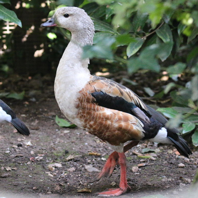 <p>Orinoco Goose </p>