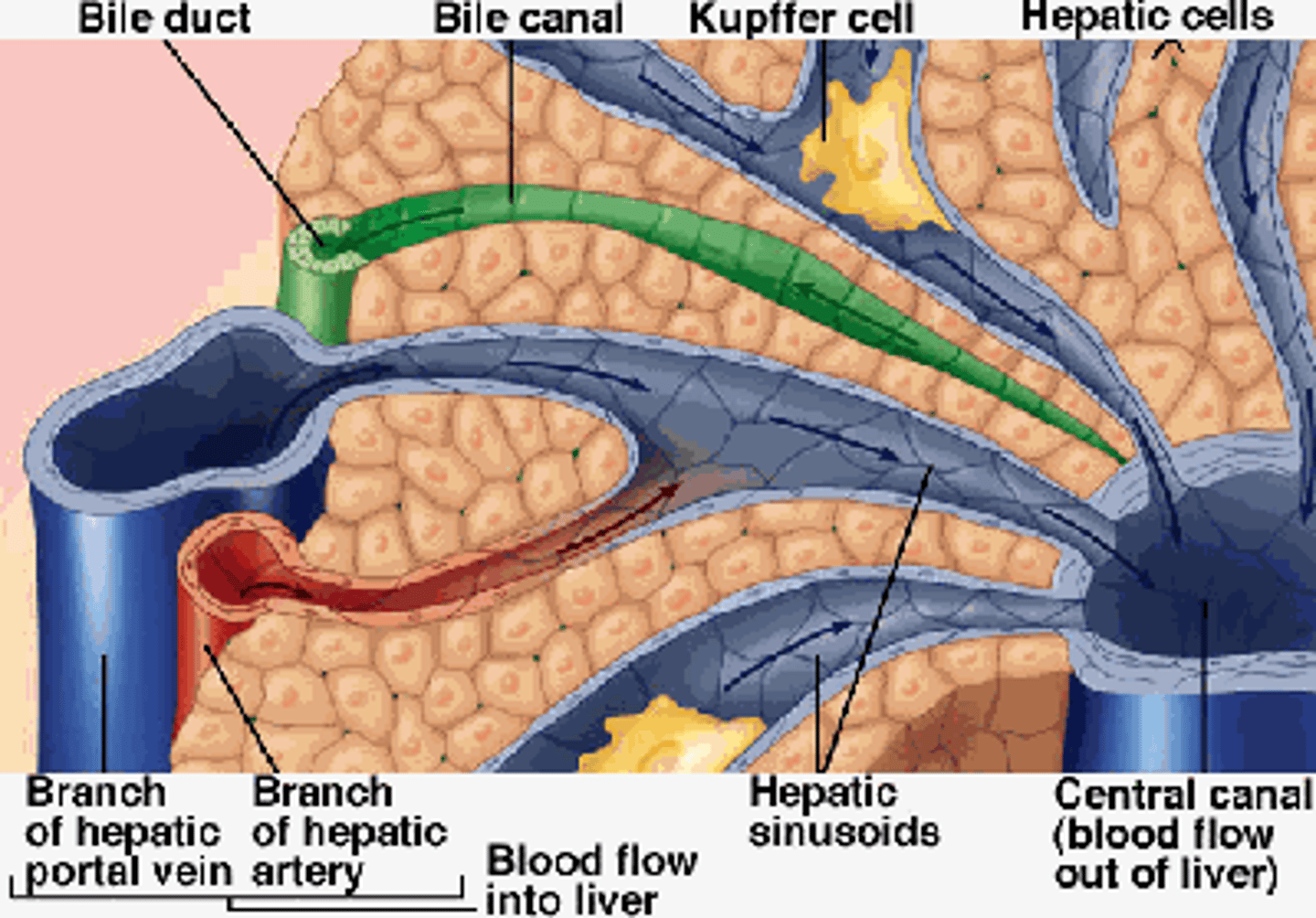 <p>The breakdown of the blood leads to bile being secreted into canaliculi.</p><p>Bile drains into the bile ductules which take it to the gall bladder</p>