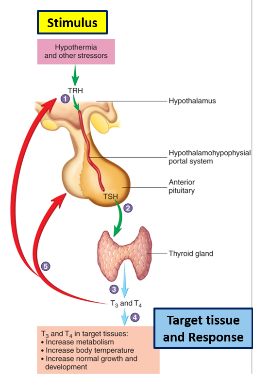 <ul><li><p>Gland: thyroid gland - follicular cells</p></li><li><p>Type: amine, lipid-soluble, nuclear receptor</p></li><li><p>Target tissues: most cells</p></li><li><p>Effects: increases metabolism, increases body temperature</p></li><li><p>Stimulus: <strong>hormonal. </strong>TSH</p></li><li><p>Regulation: <strong>negative feedback by</strong> T3/T4 levels</p></li></ul><p></p>