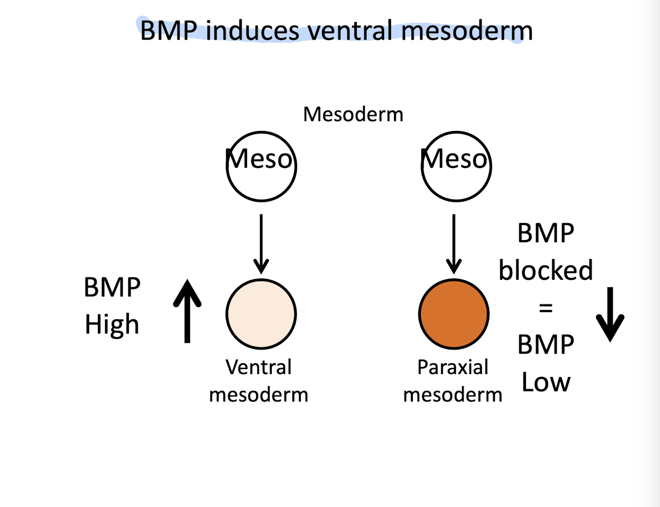 <ul><li><p class=""><strong>High BMP</strong> → mesoderm becomes <strong>ventral mesoderm</strong> (blood, kidney)</p></li><li><p class=""><strong>Low BMP</strong> → mesoderm becomes <strong>paraxial mesoderm</strong> (somites like muscle + vertebrae)</p></li><li><p class="">This is how BMP gradients shape the dorsal (muscle) vs. ventral (blood) mesoderm!</p></li></ul><p></p>