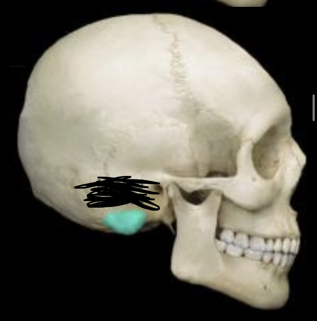 knowt flashcard image