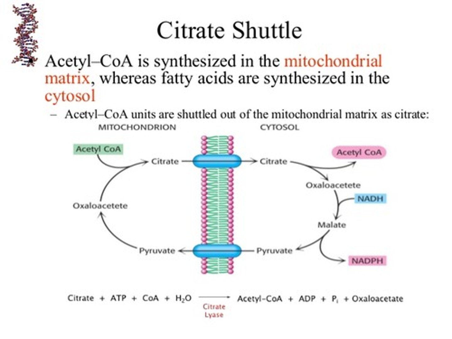 <p>(B) Citrate Shuttle</p><p>Because acetyl-CoA is the building block for fatty acid synthesis, we need to shuttle acetyl-CoA from the mitochondrial matrix into the cytoplasm. This is done via the citrate shuttle.</p><p>Struggling to memorize the metabolic pathways (such as glycolysis and beta-oxidation)? Learn them like the back of your hand using Andrew's Metabolic Pathways Mastery Course @ https://mcatselfprep.com/course/andrews-metabolic-pathways-mastery-course/</p>