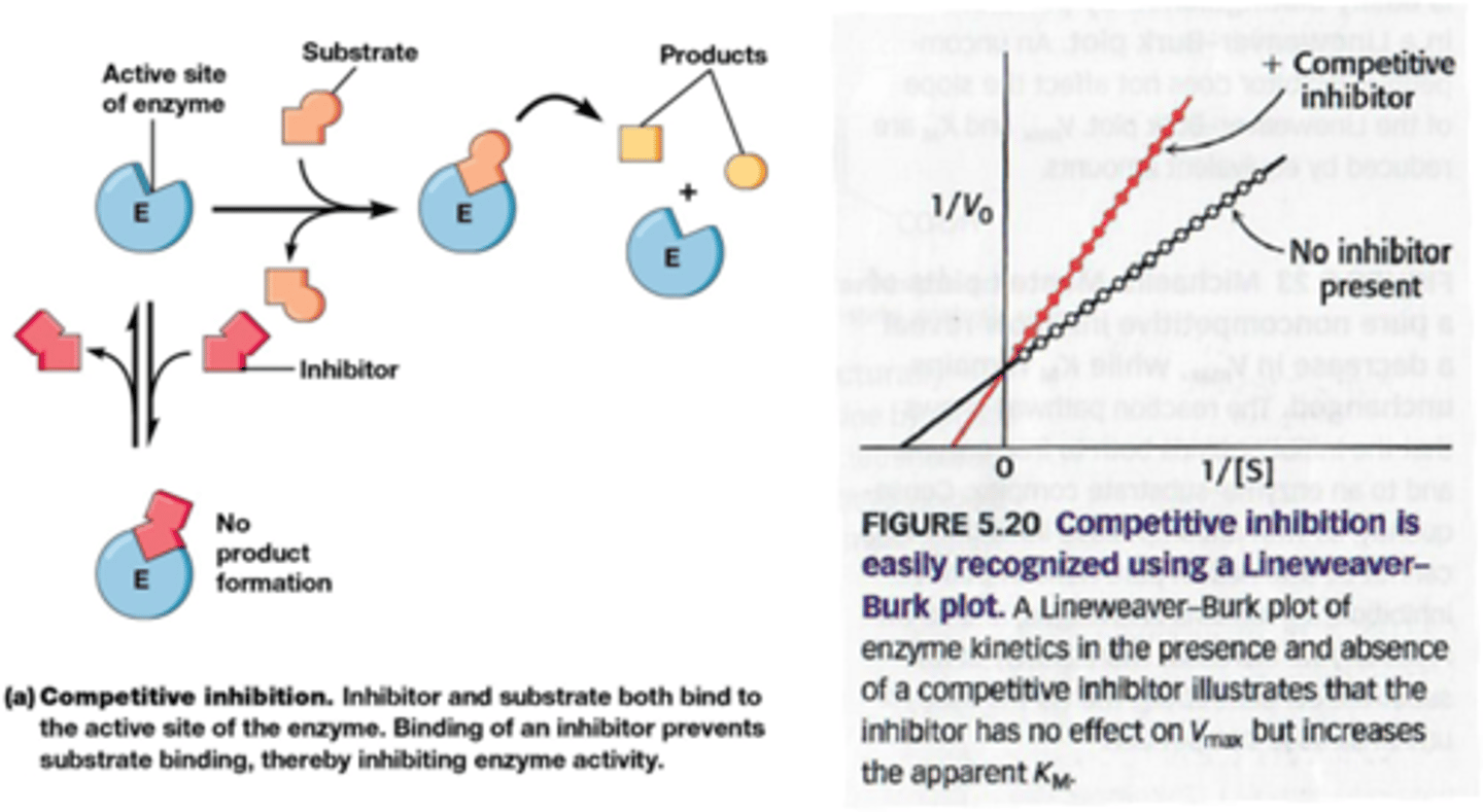 <p>De inhibitor staat in competitie met het substraat voor binding aan de actieve site. Inhibitie kan opgeheven worden door de substraat concentratie te verhogen.</p><p>Effect op kinetica:</p><p>->apparent Km neemt toe (snijpunt met de x as= 1/Km)</p><p>-> Hoge [S]->Vmax blijft gelijk (last van de inhibitor) (snijpunt met de y-as=1/Vmax)</p>