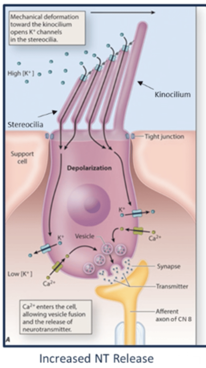 <p>1. stereocilia connect to kinocilium (longest cilia) via tip links</p><p>2. pressure sways stereocilia toward the kinocilium</p><p>3. mechanically-gated K+ channels open</p><p>4. K+ enters hair cell and depolarization occurs</p><p>5. Ca2+ channels open</p><p>6. Ca2+ influx releases glutamate onto CN VIII</p><p>7. action potential fired </p>