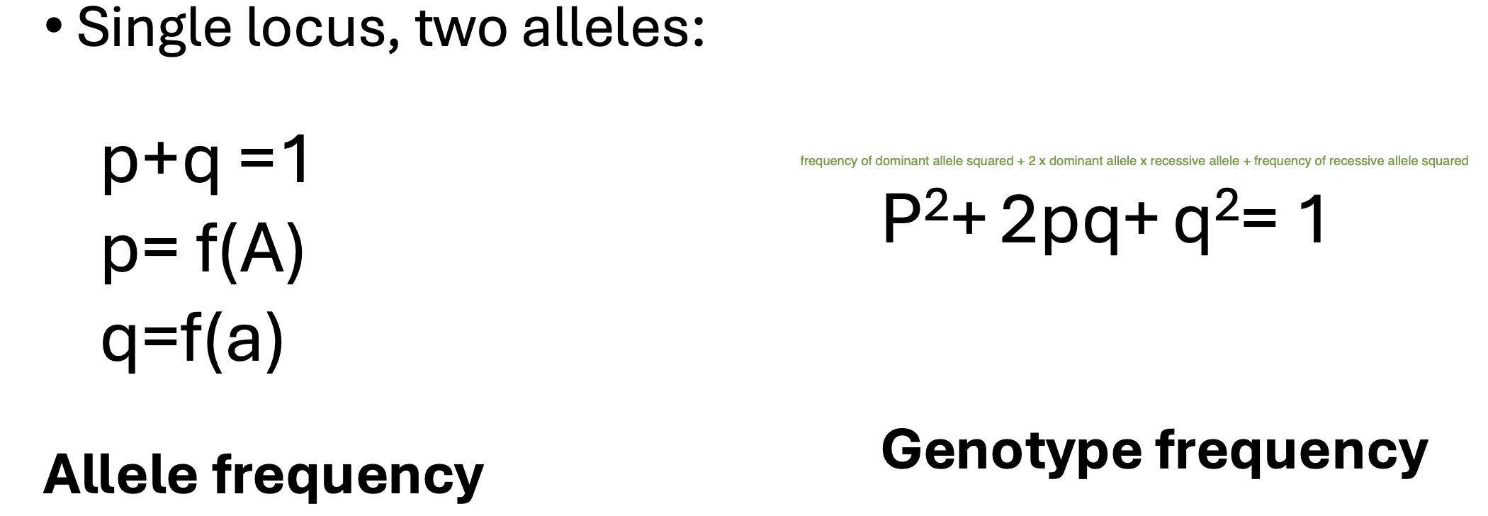 <p><span><em>• In the absence of evolutionary forces, genotypic frequencies reach equilibrium after one generation (</em></span>the frequencies of the genotype will remain constant if no evolutionary forces are at play)</p><p>One of the mathematical models.</p><p>A principle to mathematically quantify the frequency of genotypes (with no evolution present).</p><p>Like a null hypothesis (if smg is changing like w natural selection, how are the genotypic frequencies be different).</p><p>—&gt; utopic scenario (bc life does not work like this) but it creates a baseline of what would happen to populations if no evolution was happening, which helps see how evolution does make a difference</p><p>—&gt; this is a type of base-line/hypothetical, not a theory</p>