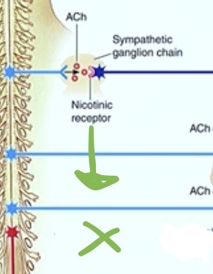 <p>the <strong>axon keeps on going!</strong></p>