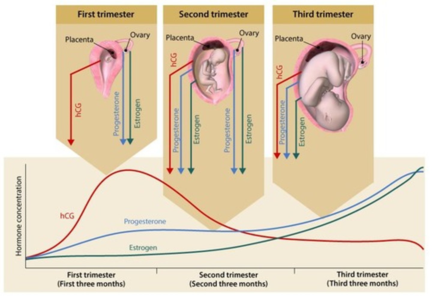 <p>It serves as an organ of material exchange between the mother and developing embryo/fetus and as an endocrine organ producing hormones required for pregnancy.</p>