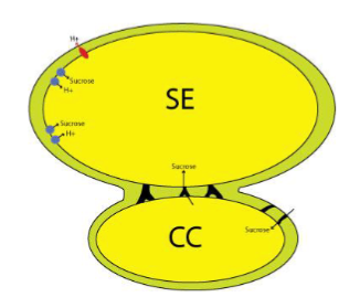 <p>Holds source cells</p>