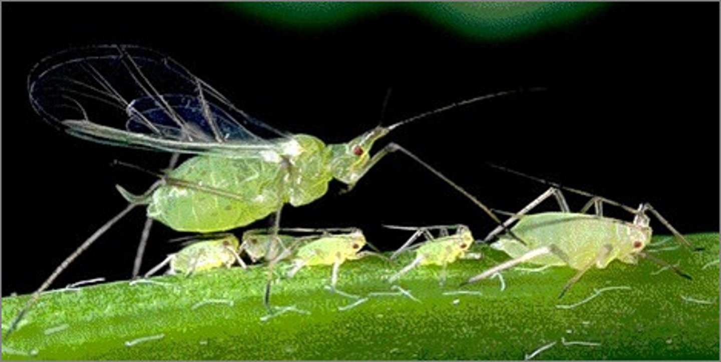 <p>Aphids, scales, &amp; whiteflies</p>