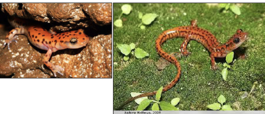 <p>white/yellow belly sometimes pinkish, Numerous irregular black spots;</p><p>Prehensile tail to grasp/hold rocks;, C. and some W. KY, caves and rock outcrops</p>