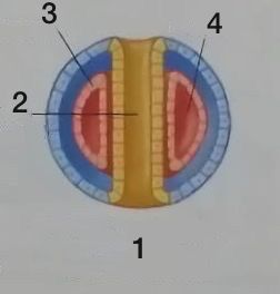 <ol><li><p>La cavidad celomática se forma dentro del mesodermo.</p></li><li><p>Tubo digestivo</p></li><li><p>Mesodermo</p></li><li><p>Celoma</p></li></ol>