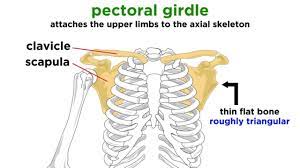 <p>Clavicle and Scapula</p>