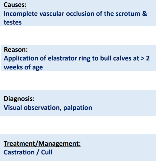 <p>Scrotal Necrosis</p>
